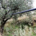 Olive tree and irrigation system